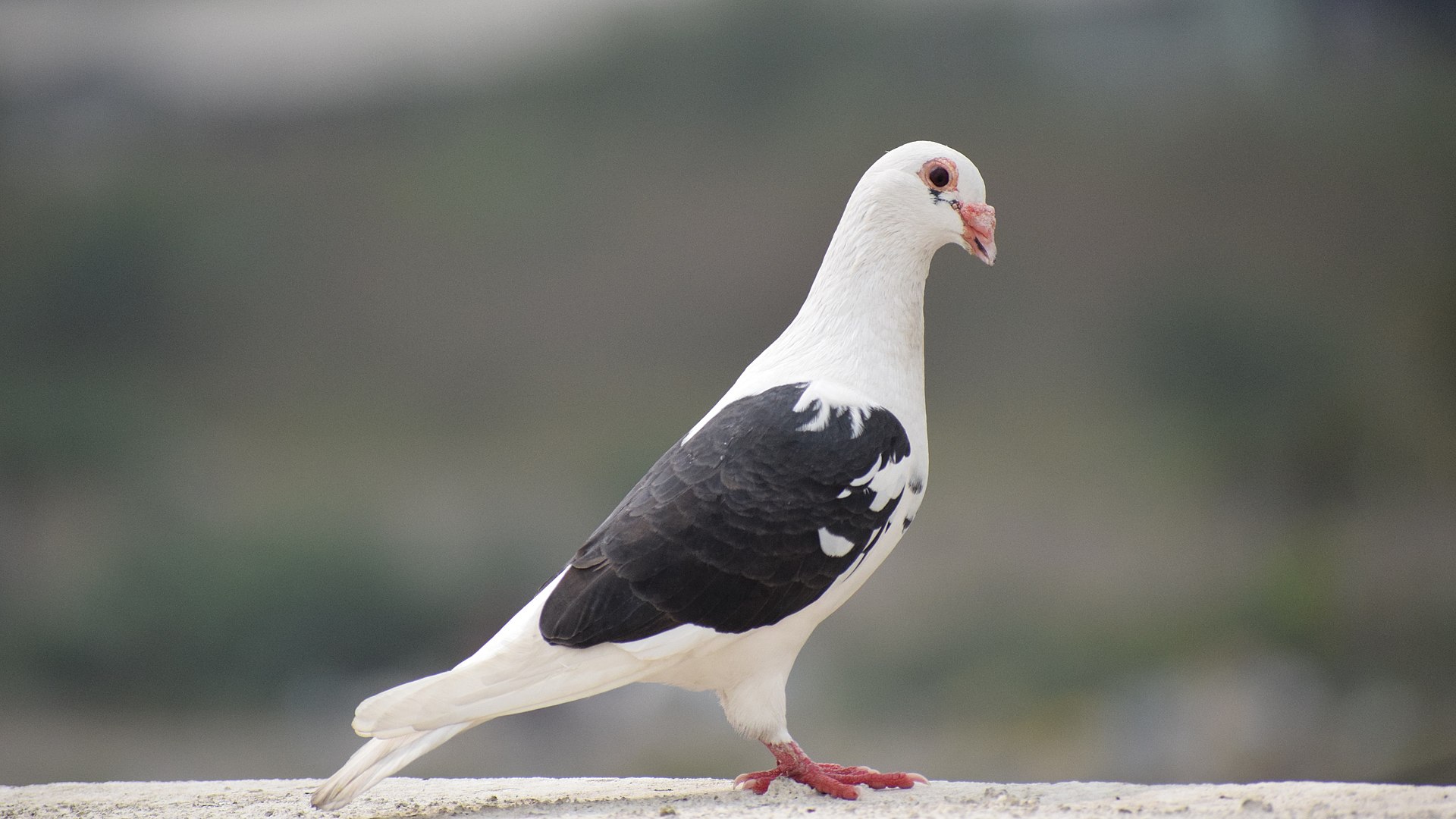 1920px-Pigeon_Black_and_White