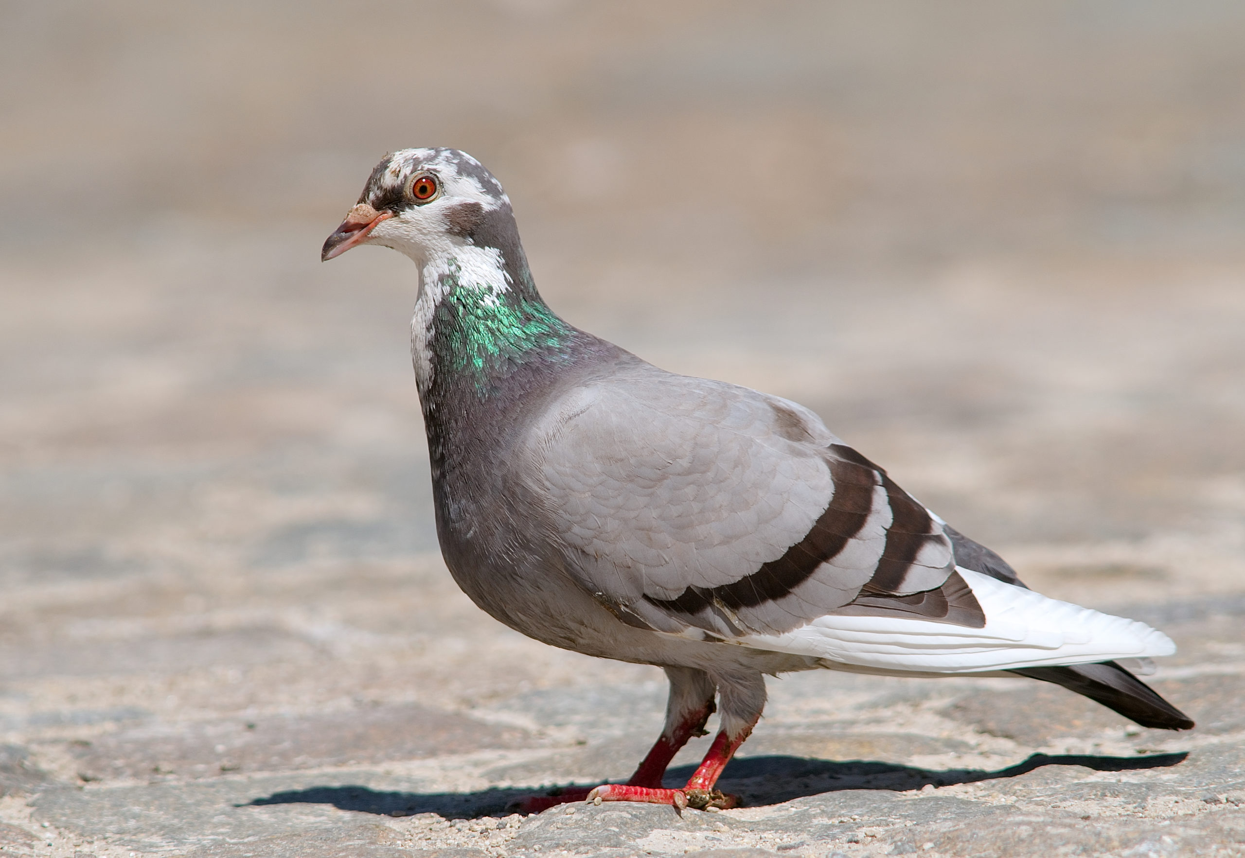 Columba_livia_Luc_Viatour