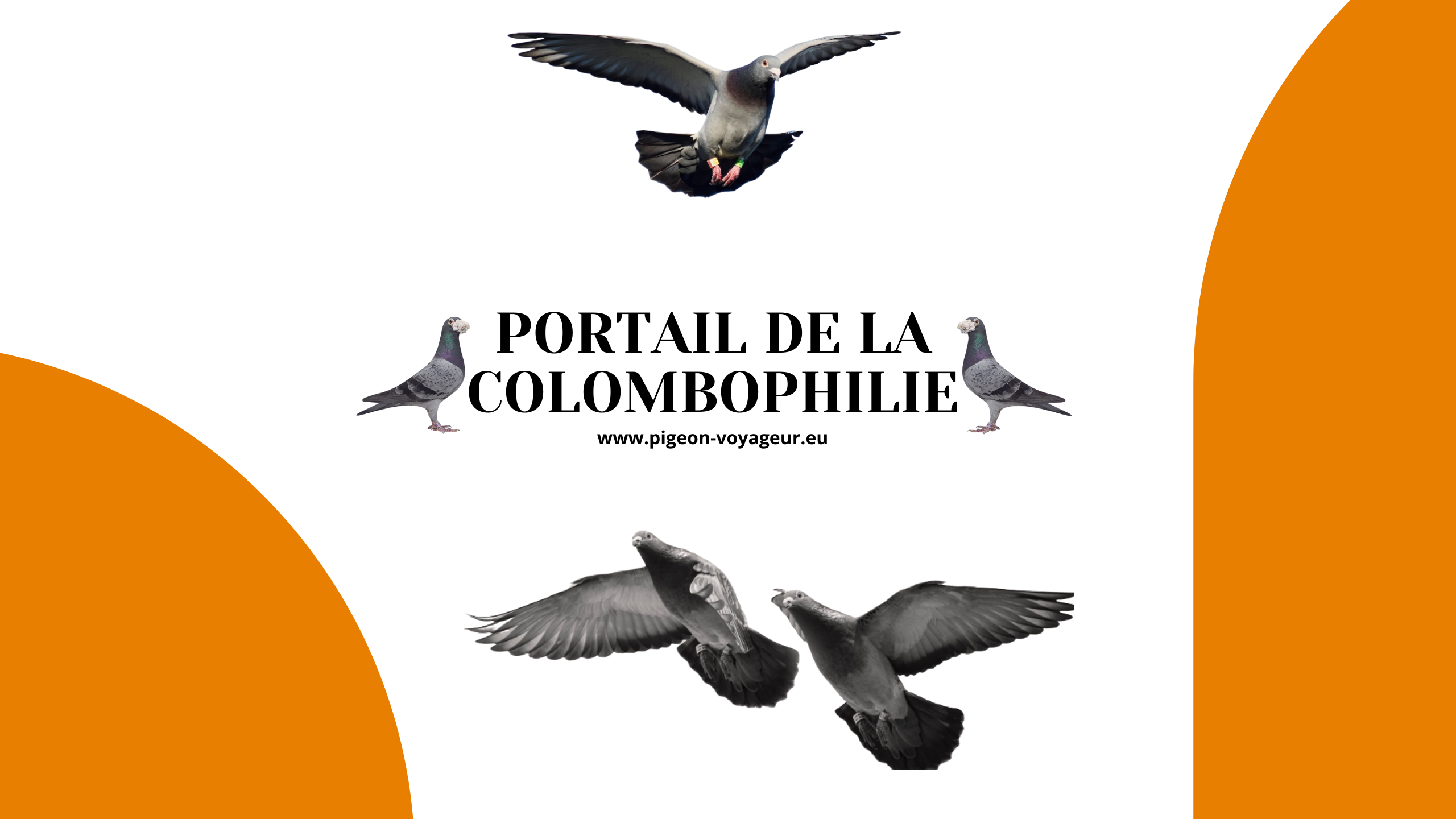 écusson colombophile pigeon a coudre ou thermocollant 